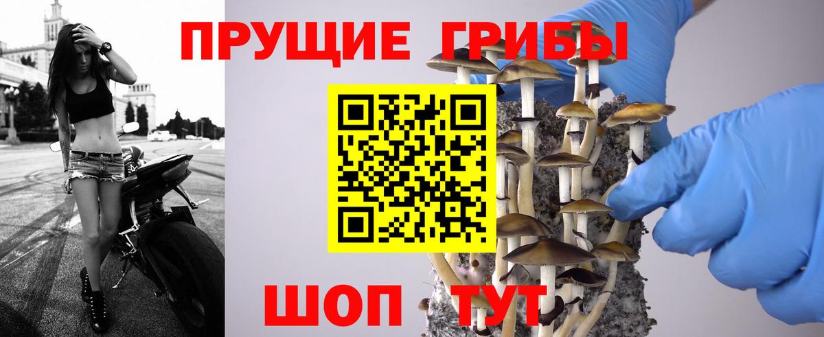 Сунжа  цена   Вход с VPN  Псилоцибиновые грибы мухоморы 